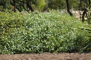 Agathosma apiculata