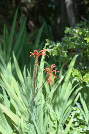 Chasmanthe floribunda
