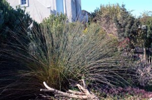 Chondropetalum tectorum