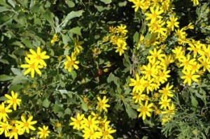 Chrysanthemoides Monilifera