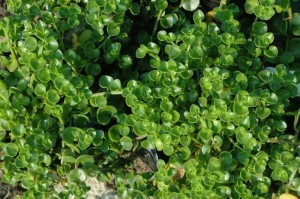Crassula spathulata
