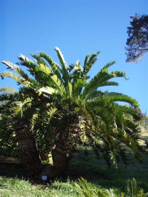 Cycad Altenstanii