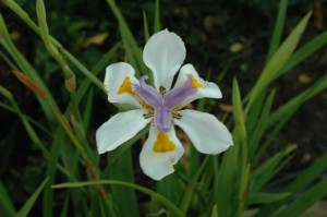 Dietes grandiflora