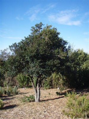 Diosporous whyteana