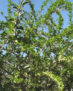 Dovialis cafra