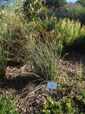 Elegia fistulosa