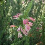 Erica glandulosa