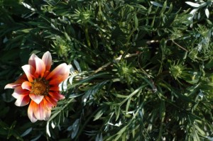Gazania Giant Red