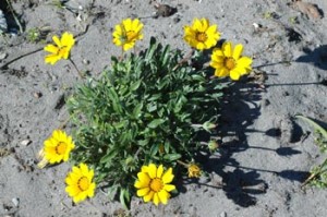 Gazania Giant Yellow