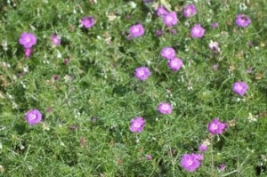 Geranium incanum
