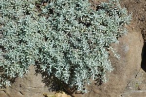Helichrysum argyrophyllum
