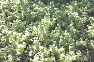 Helichrysum limelight