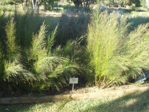 Ischyrolepsis subverticillata
