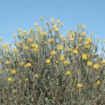 Leucospermum cordifolium