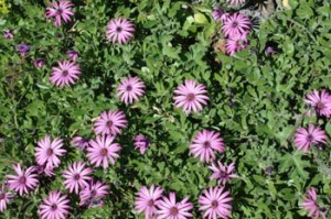 Osteospermum jucundum