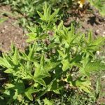 Pelargonium citronellum