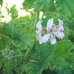Pelargonium quercifolium