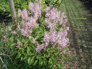 Plectranthus ecklonii