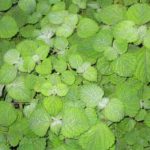 Plectranthus fruiticosis