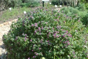Polygala myrtifolia