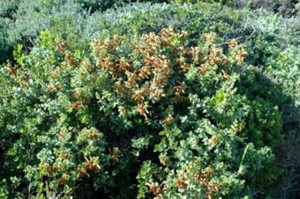 Salvia africana-lutea