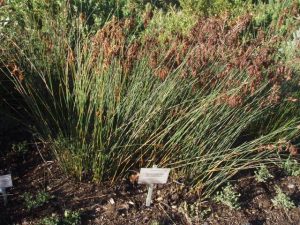 Thamnochortus pluristachyus