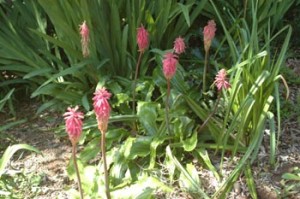 Veltheimia bracheata