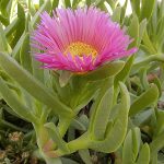 Carpobrotus edulis