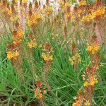 Bulbine frutescens